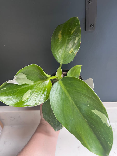 Philodendron White Wizard