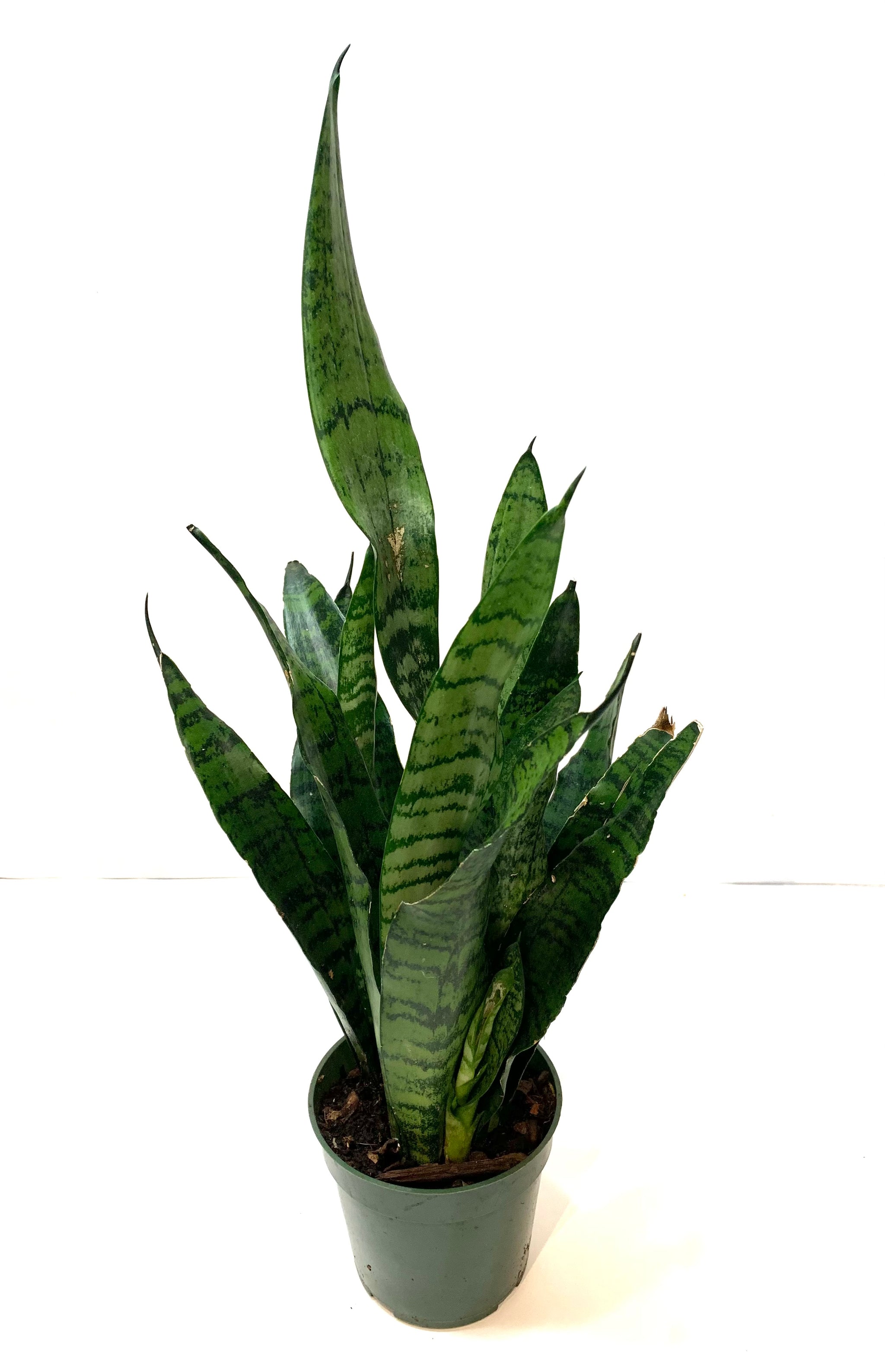 Sansevieria 'Zeylanica'