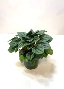 Peperomia Frost