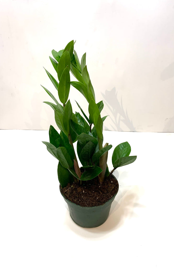 zz plant from seed Zamioculcas zamiifolia