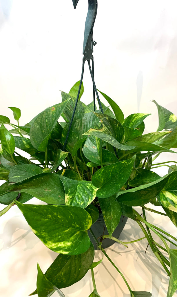epipremnum golden pothos Epipremnum Golden Pothos – Lichen or Knot Plant Company LLC