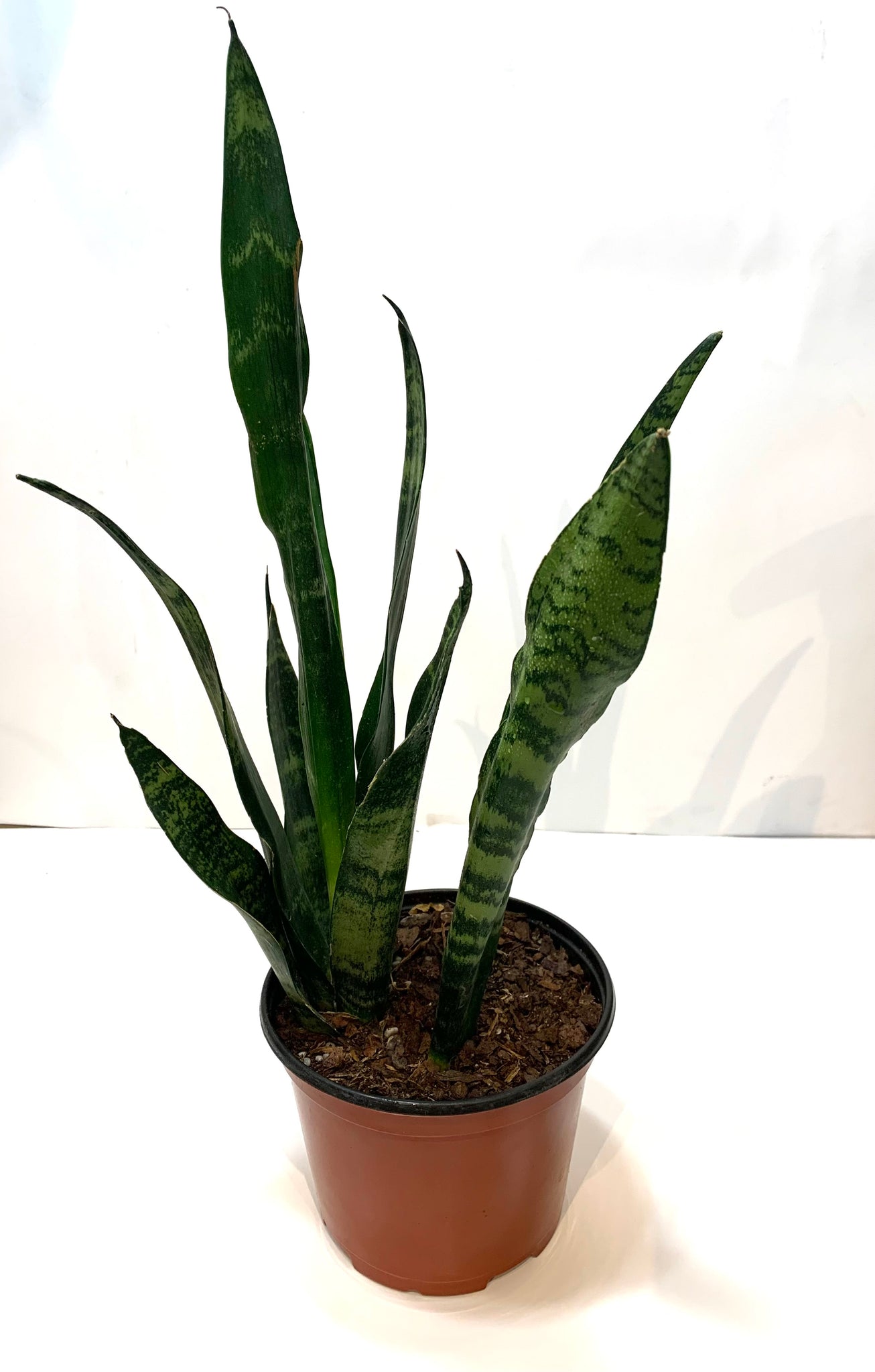Sansevieria 'Zeylanica'
