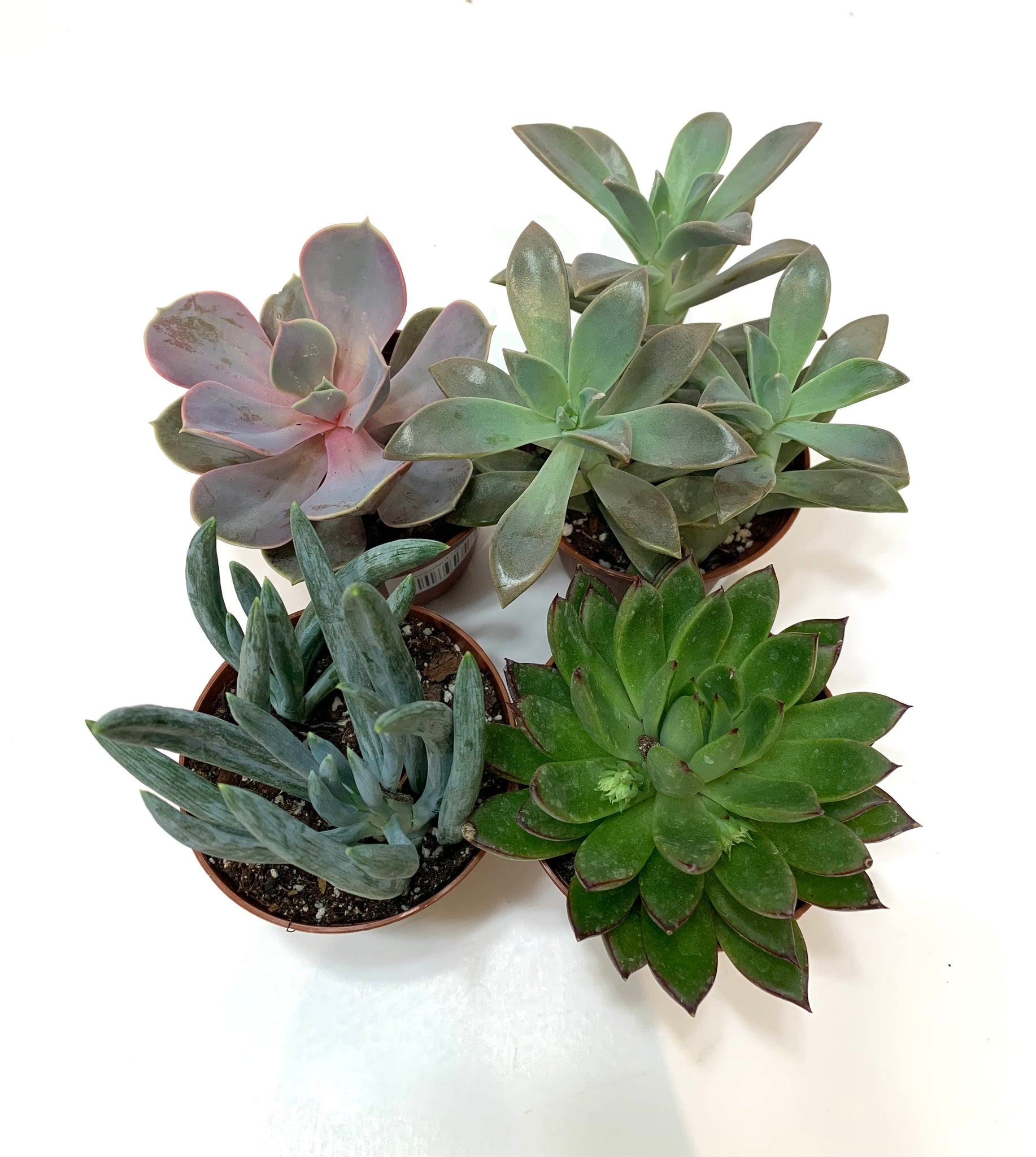 succulents assorted Succulent (Assorted) – Lichen or Knot Plant Company LLC