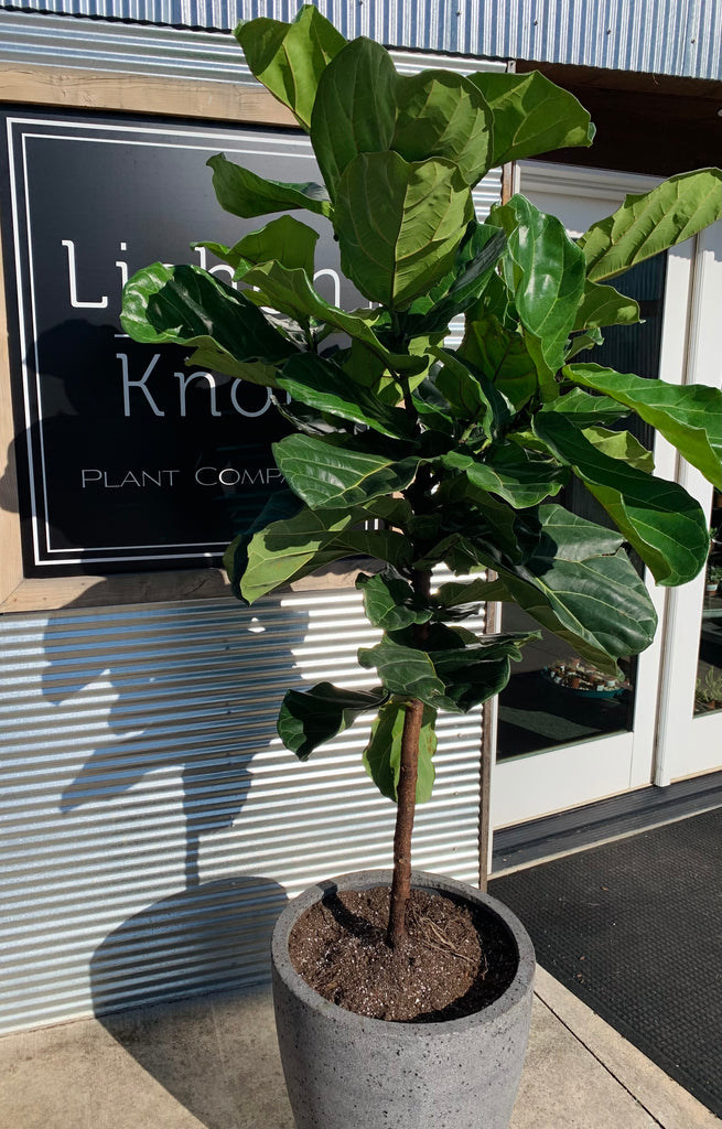 buy fiddle leaf fig tree uk Ficus lyrata