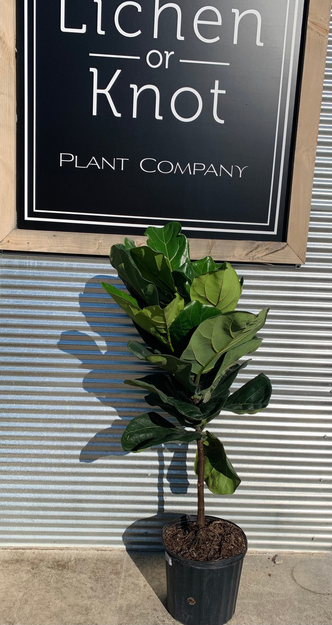 fiddle leaf fig tree hawaii Ficus lyrata