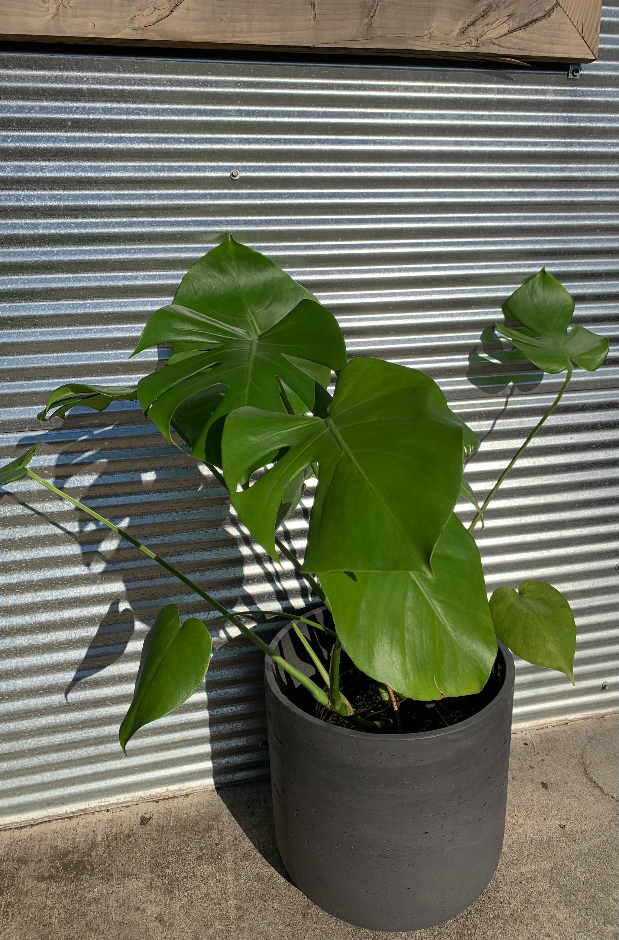 laneous monstera deliciosa Monstera deliciosa – Lichen or Knot Plant Company LLC