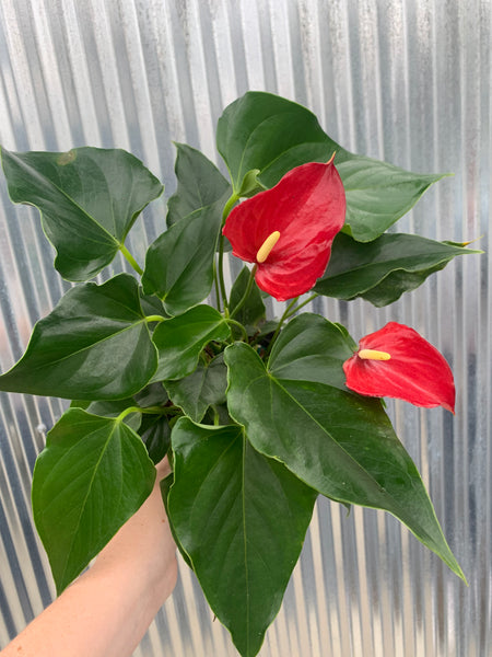 Anthurium (assorted)