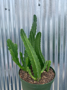 Starfish Cactus  Orbea