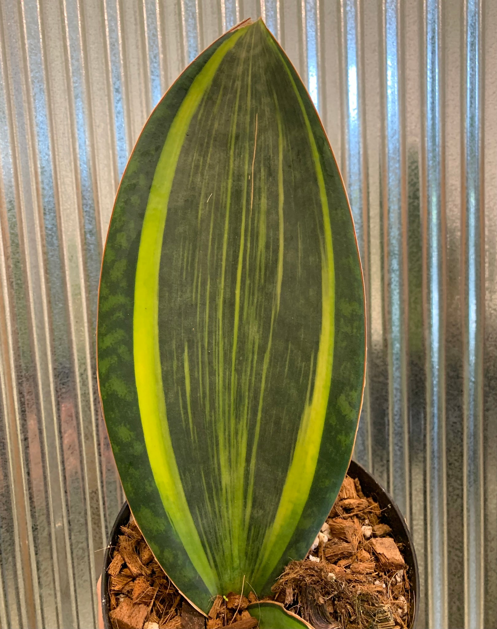 sansevieria whale fin variegated Sansevieria 'Whale Fin' Variegated – Lichen or Knot Plant Company LLC