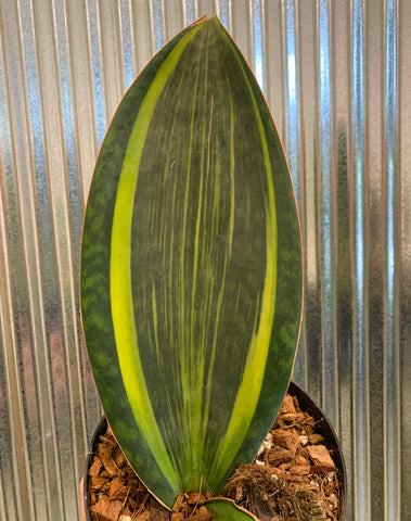 Sansevieria 'Whale Fin' Variegated