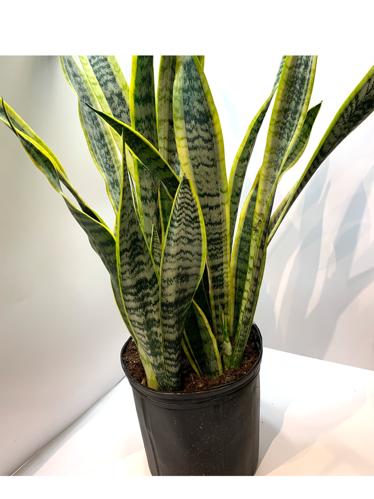 sansevieria trifasciata laurentii snake plant Sansevieria 'Laurentii'