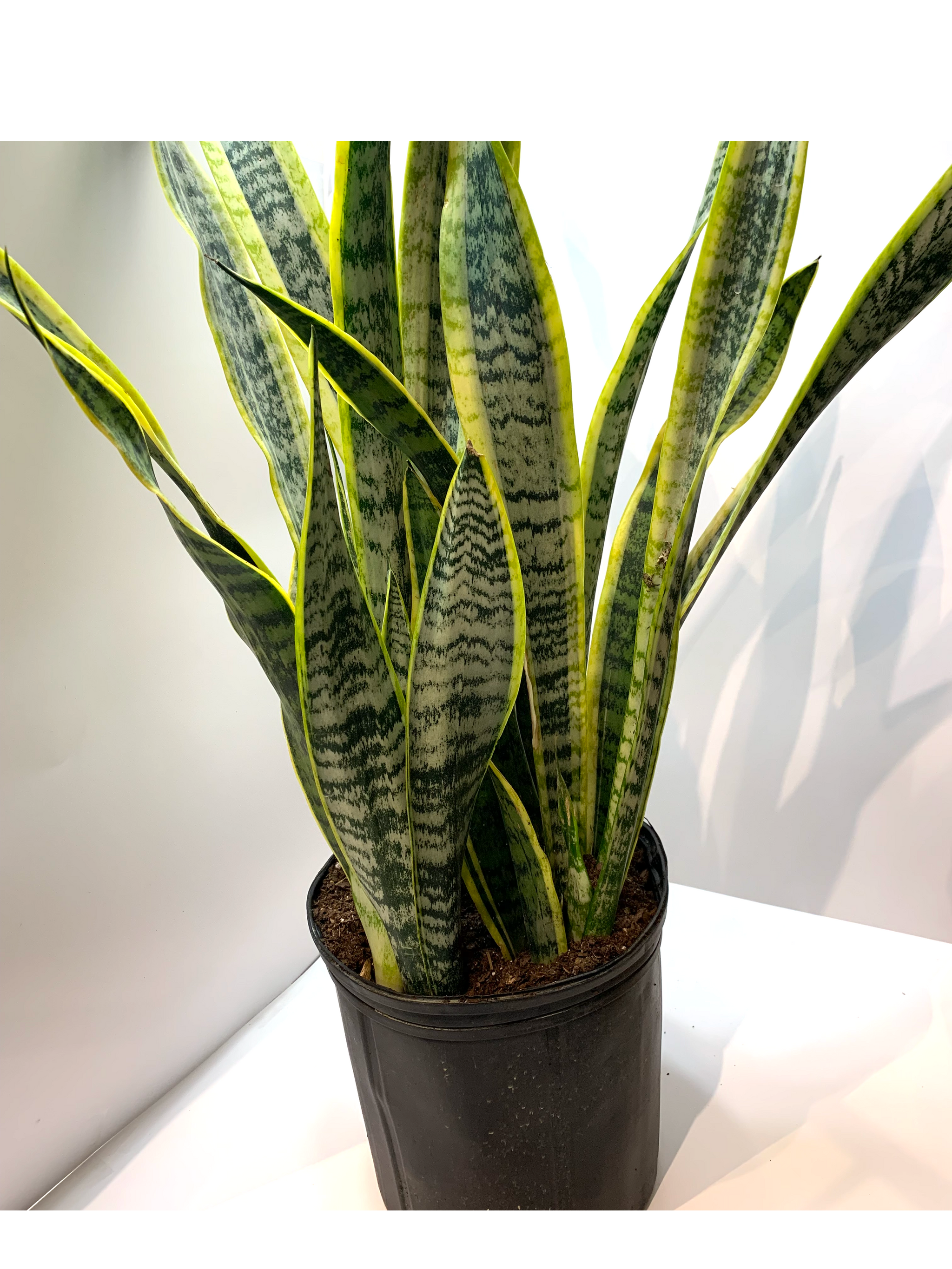 snake plant big Sansevieria 'Laurentii'