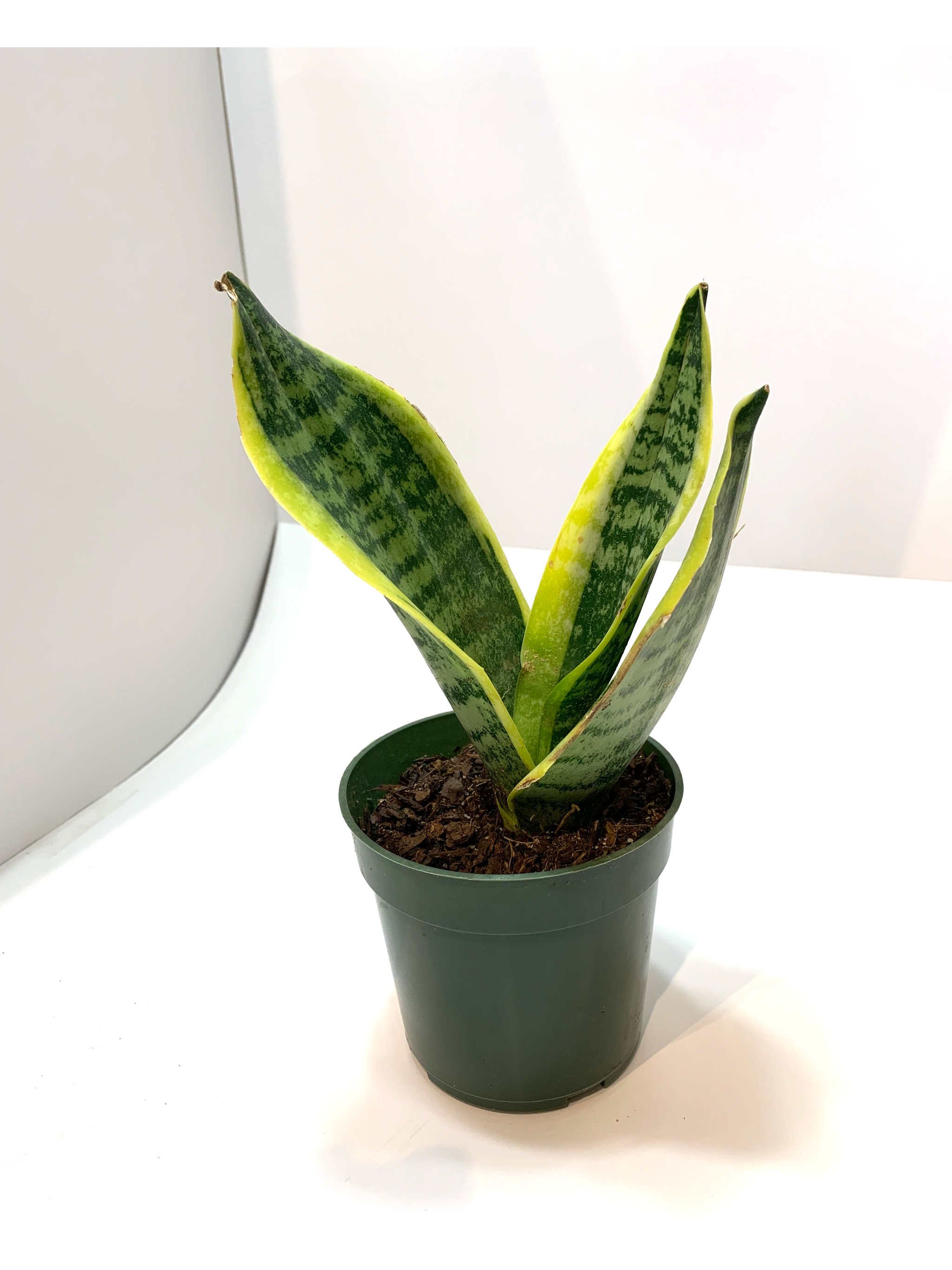 sansevieria laurentii for sale Sansevieria 'Laurentii'