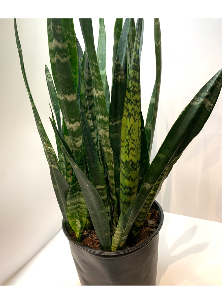 Sansevieria 'Zeylanica' | Snake Plant – Lichen or Knot Plant Company LLC