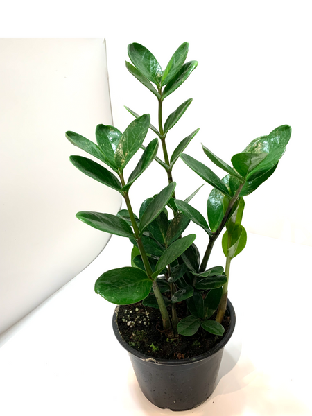 Zamioculcas zamiifolia | ZZ plant