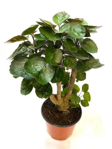Aralia Fabian Stump