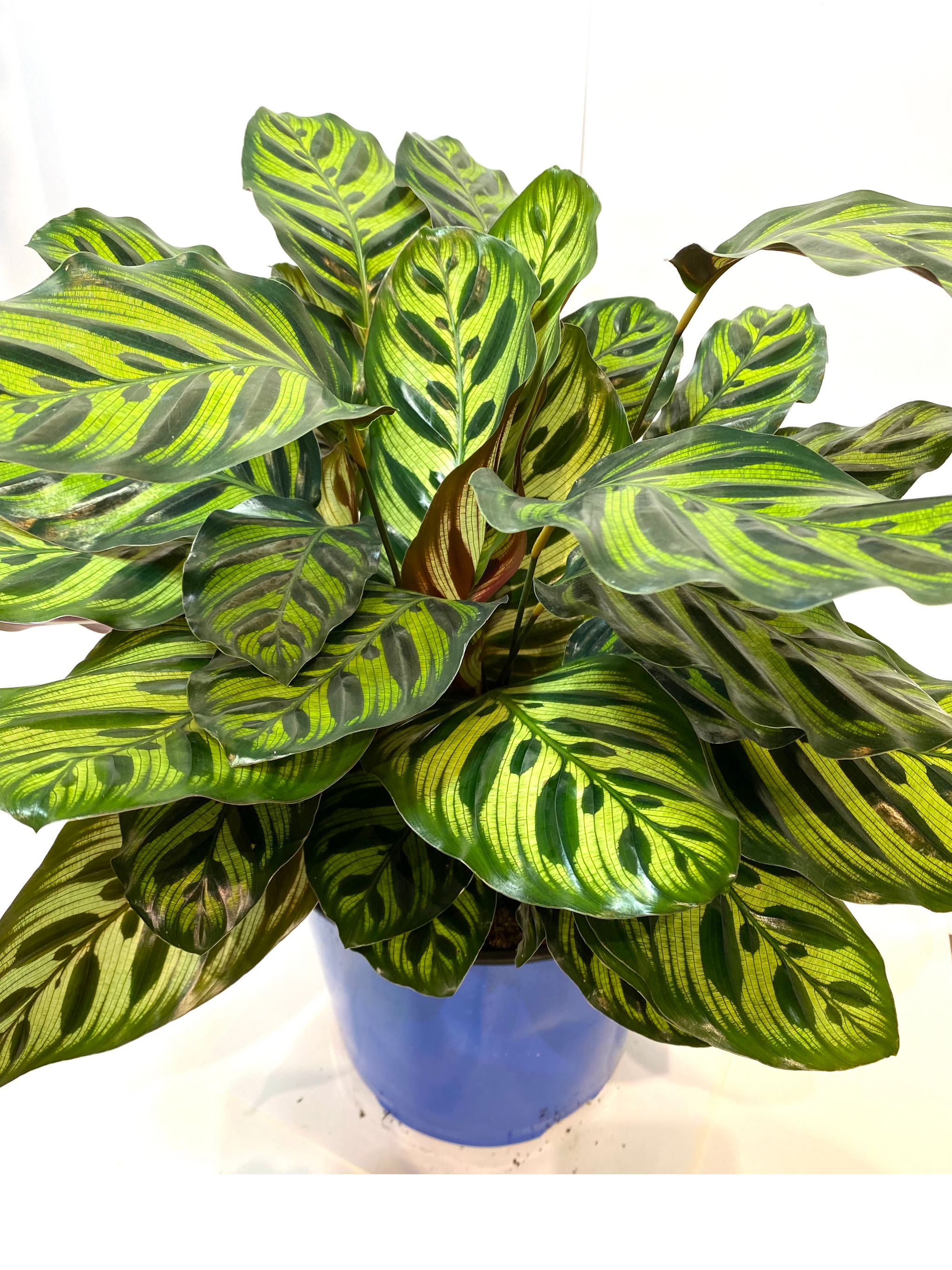 calathea kalk Calathea Makoyana Peacock Plant With pot