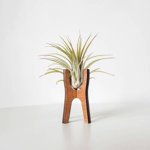 Fluted Wooden Air Plant Display Stands