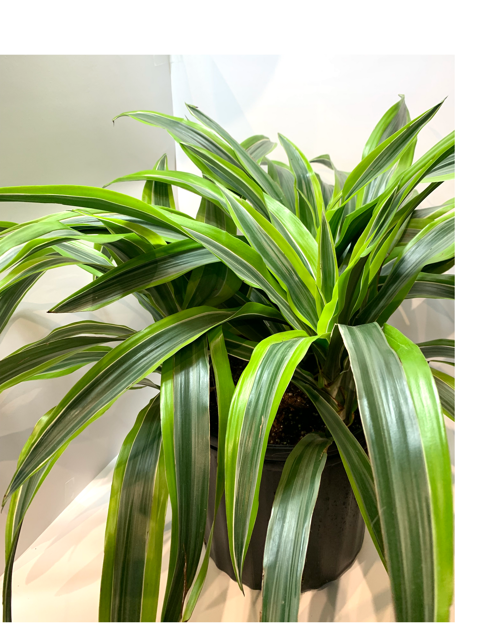 dracaena fragrans lemon lime care Dracaena fragrans 'Lemon Lime' – Lichen or Knot Plant Company LLC
