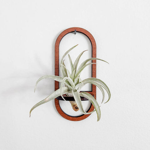 Air Plant Holder, Wall Hanging, Wooden Oval