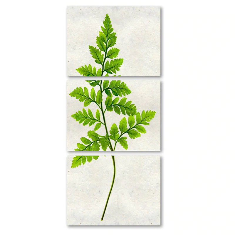 Barloga Studios Trilogy w/frame – Lichen or Knot Plant Company LLC