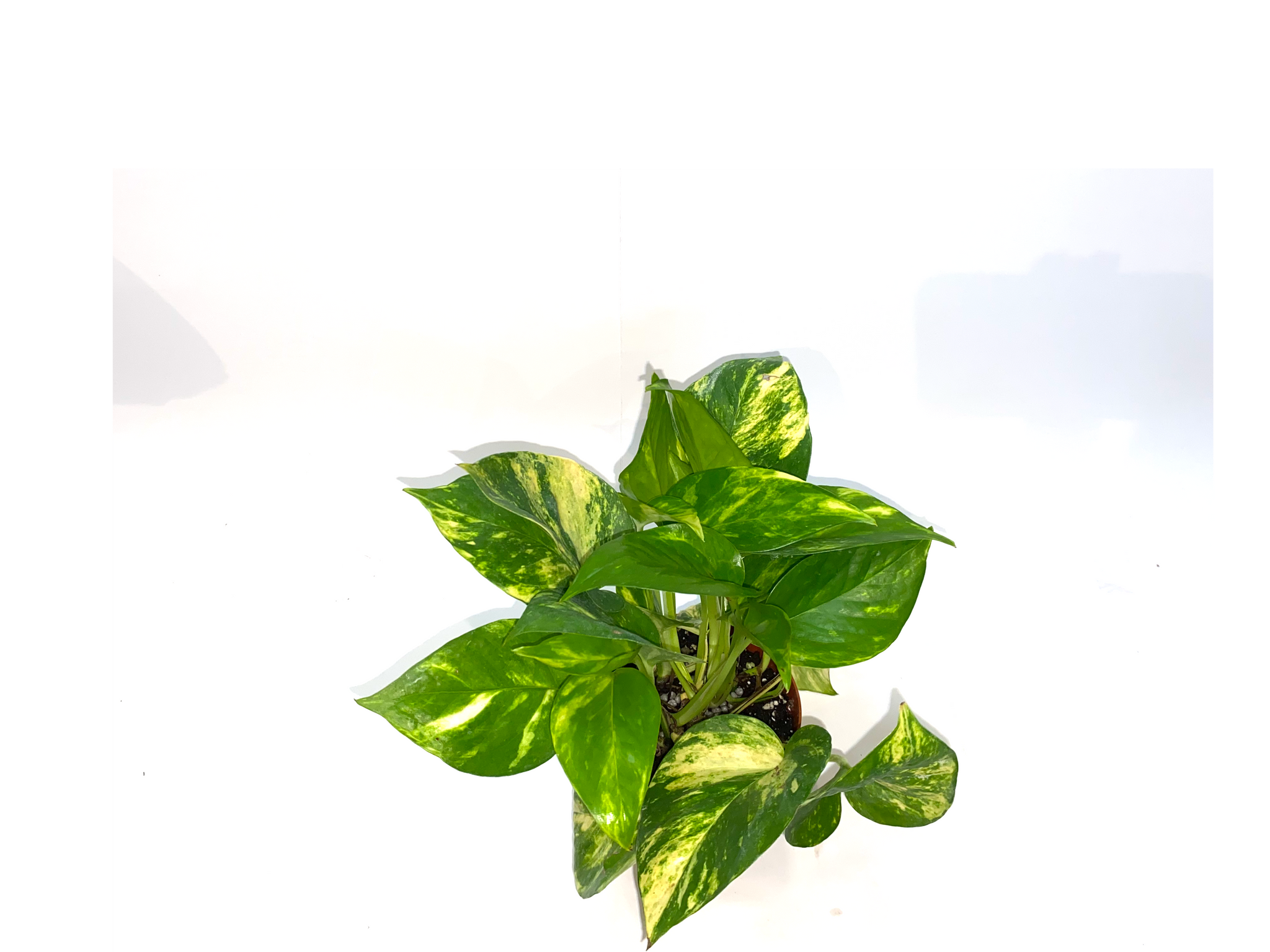 pothos goldiana Epipremnum Golden Pothos – Lichen or Knot Plant Company LLC