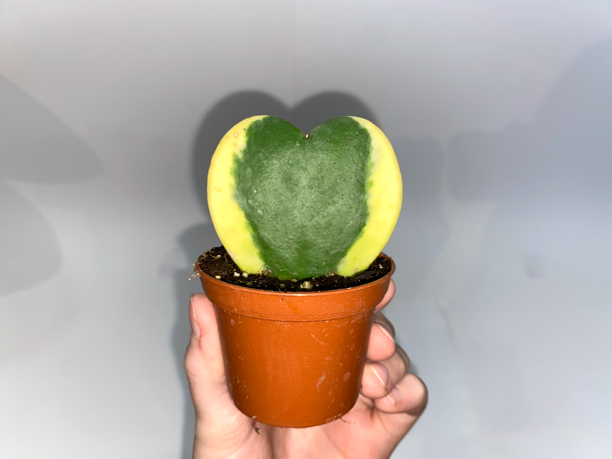 sweetheart hoya succulent Hoya kerii 'Hearts' – Lichen or Knot Plant Company LLC