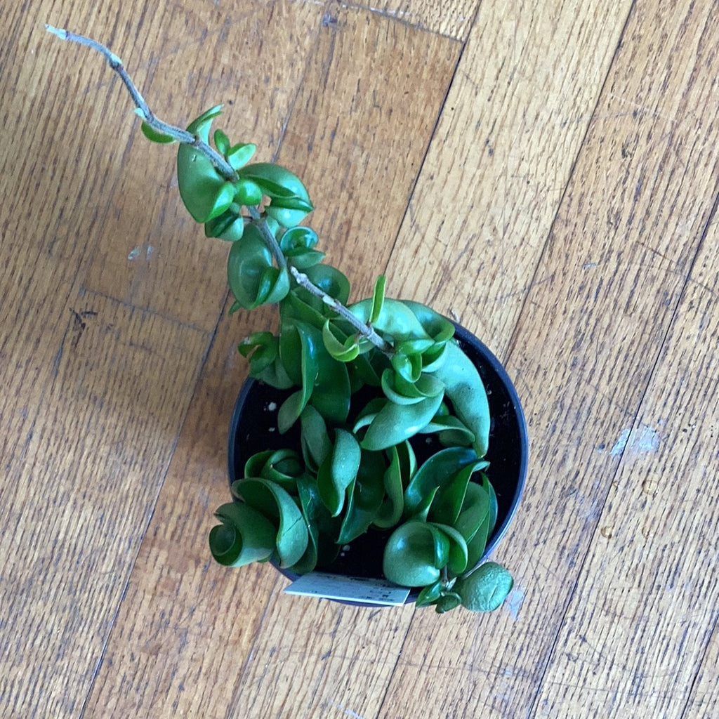 indian rope succulent Hoya compacta 'Hindu Rope' – Lichen or Knot Plant Company LLC