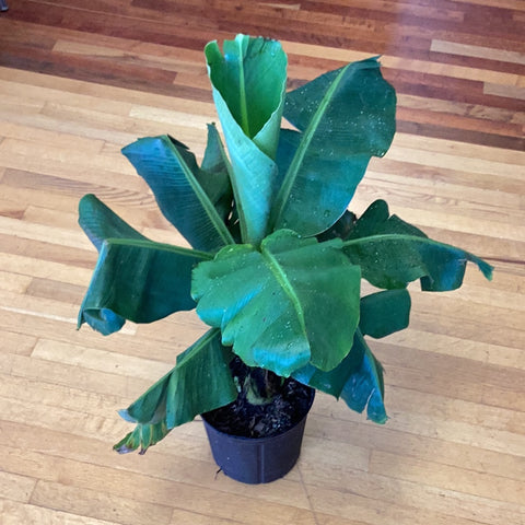 Musa acuminata 'Dwarf Cavendish'