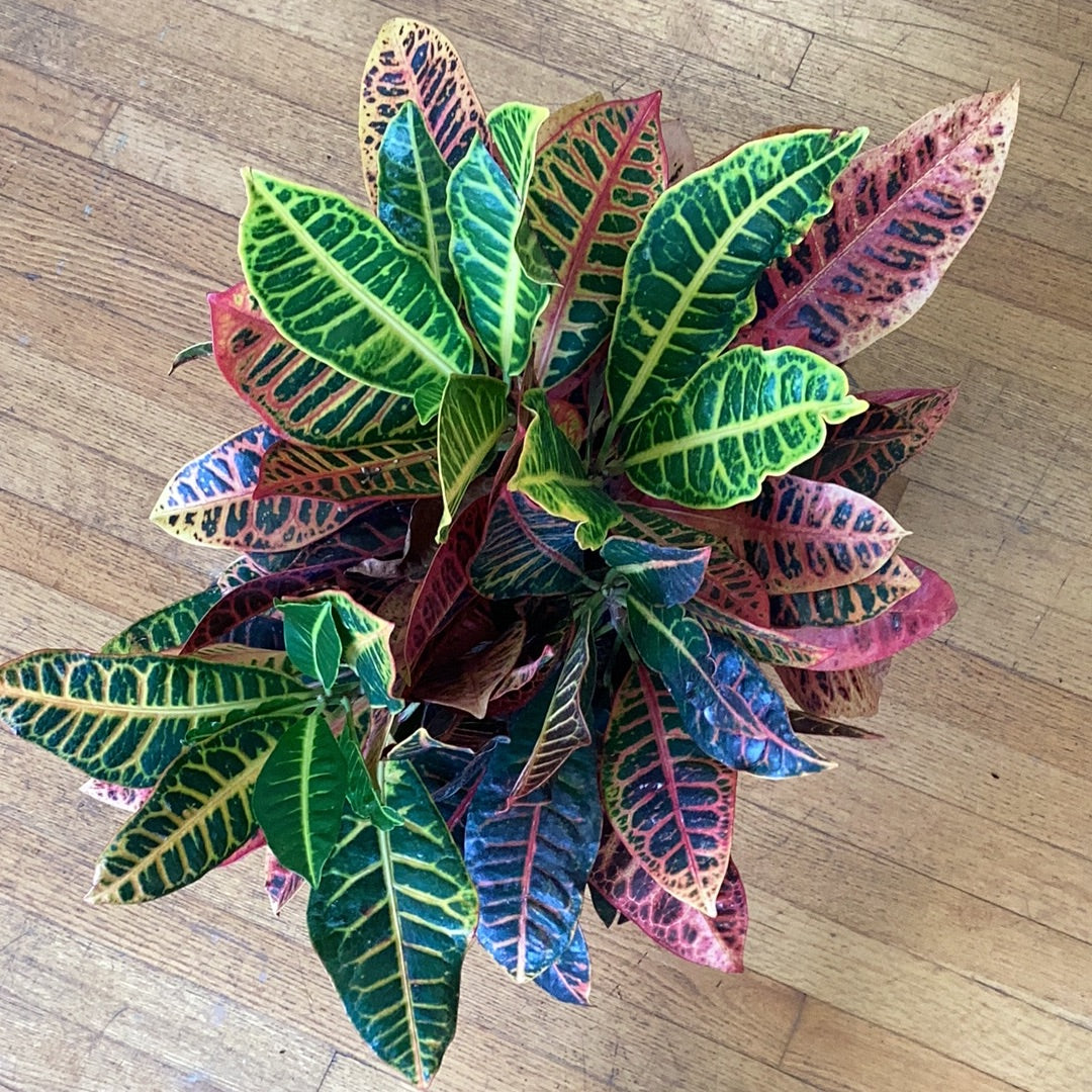Croton (assorted)