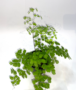 Maidenhair Fern