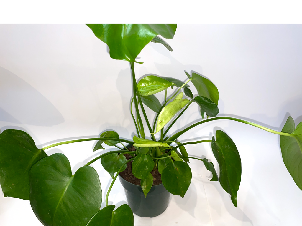 monstera frydek Alocasia Micholitziana - Frydek Variegated | Uprooted main image 0