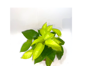 Epipremnum Neon Pothos