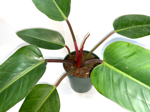 Philodendron 'Rojo Congo'