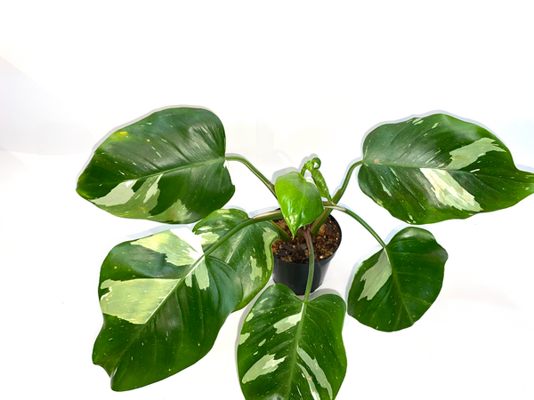 Philodendron White Princess 4 inch in Grower Pot