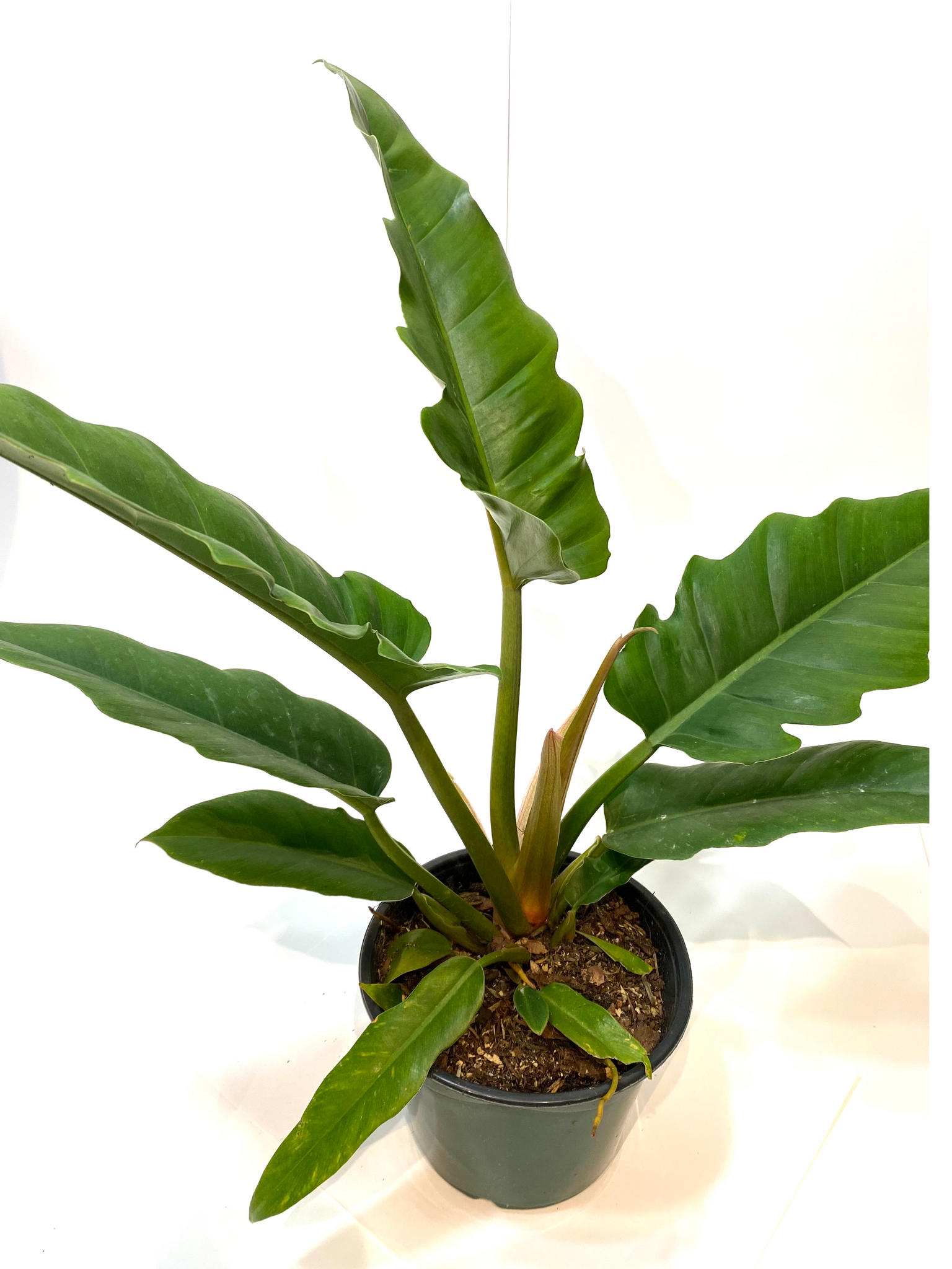 philodendron narrow escape mature Philodendron Narrow Escape