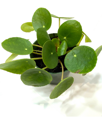 Pilea peperomioides | Chinese Money Plant