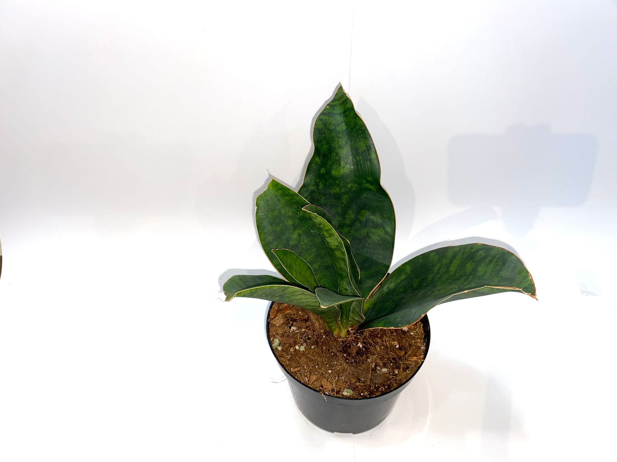 sansevieria masoniana giant Sansevieria masoniana