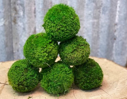 Moss Ball 4 – Lichen or Knot Plant Company LLC